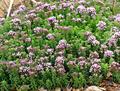 wild marjoram
